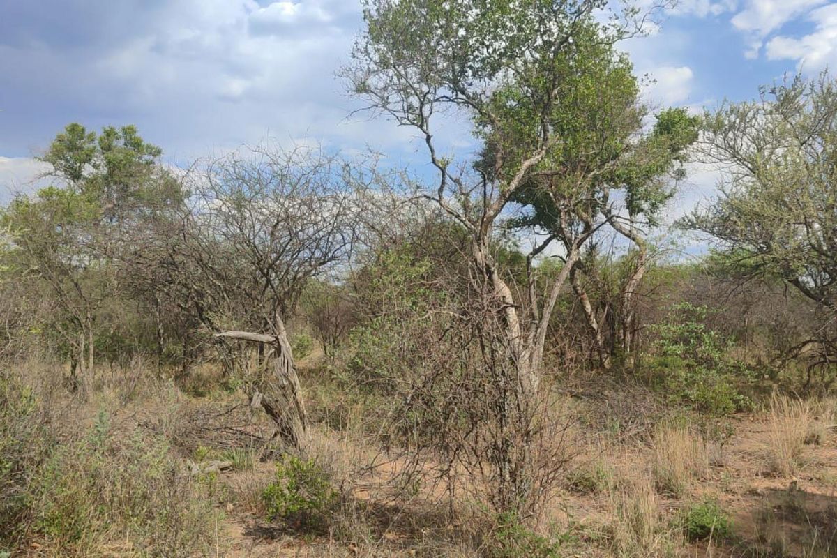 Farm For Sale in Shona Langa Thabazimbi Limpopo - Photo 3