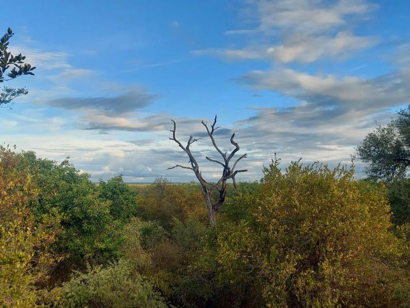 A scenic view of the surrounding natural landscape featuring lush vegetation and a prominent dead tree under a blue sky.