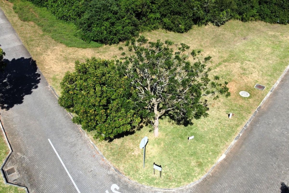 An aerial view of a vacant residential corner plot featuring established trees, paved street access, and manicured grass.
