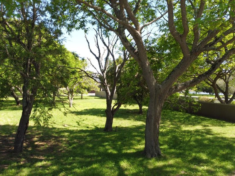 A view of a residential vacant land plot featuring established trees and a perimeter boundary wall.