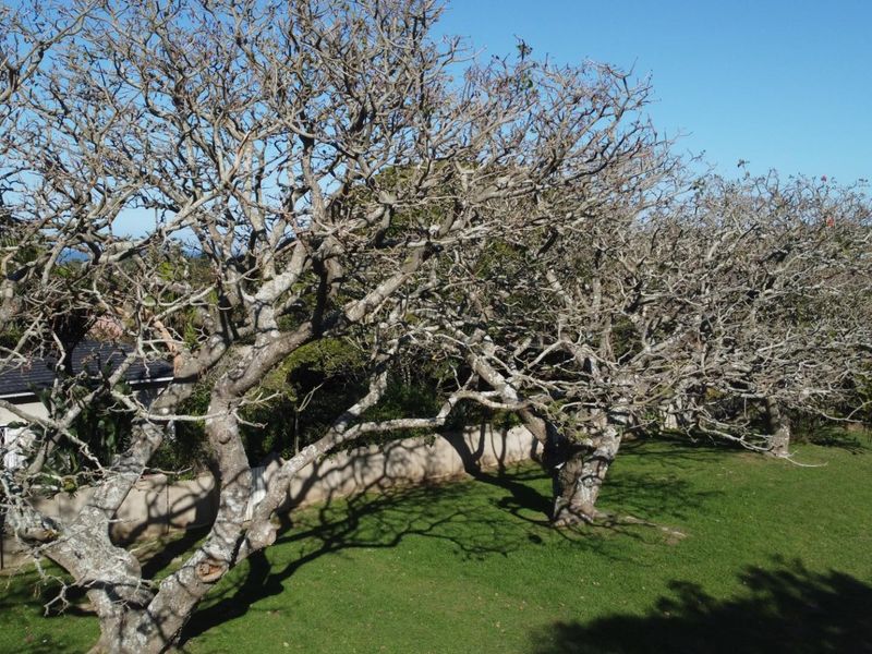 Three Bedroom House with Two Bedroom Flatlet - Photo 5