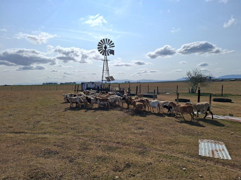 Farm For Sale in Riversdale Rural, Riversdale - Photo 5