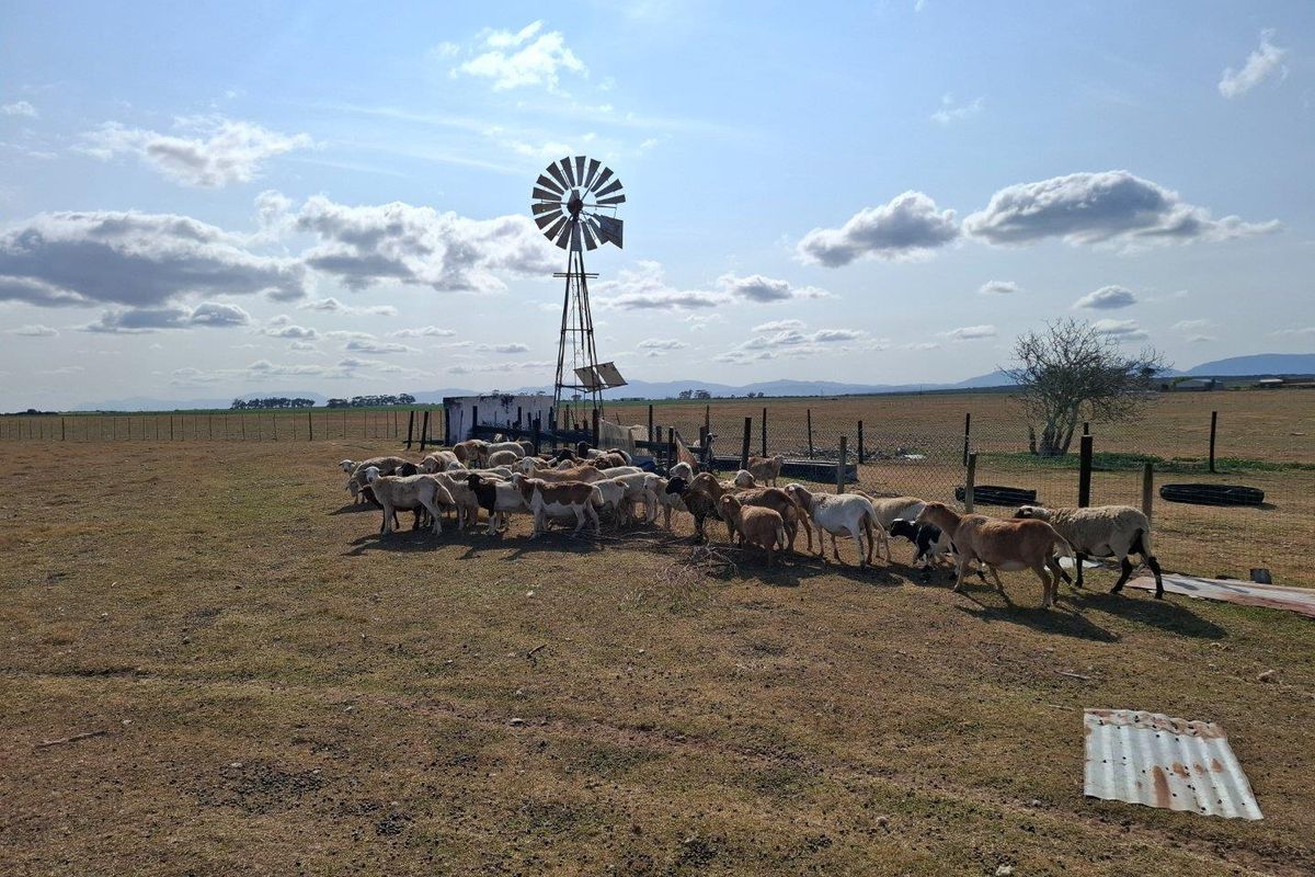 Farm For Sale in Riversdale Rural, Riversdale - Photo 5