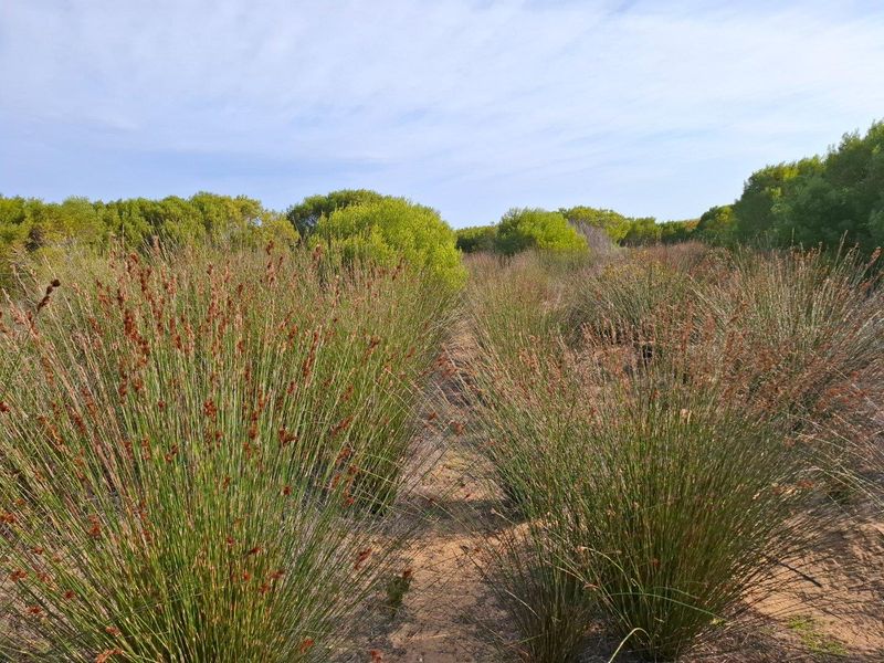 Farm For Sale in Riversdale Rural, Riversdale - Photo 10