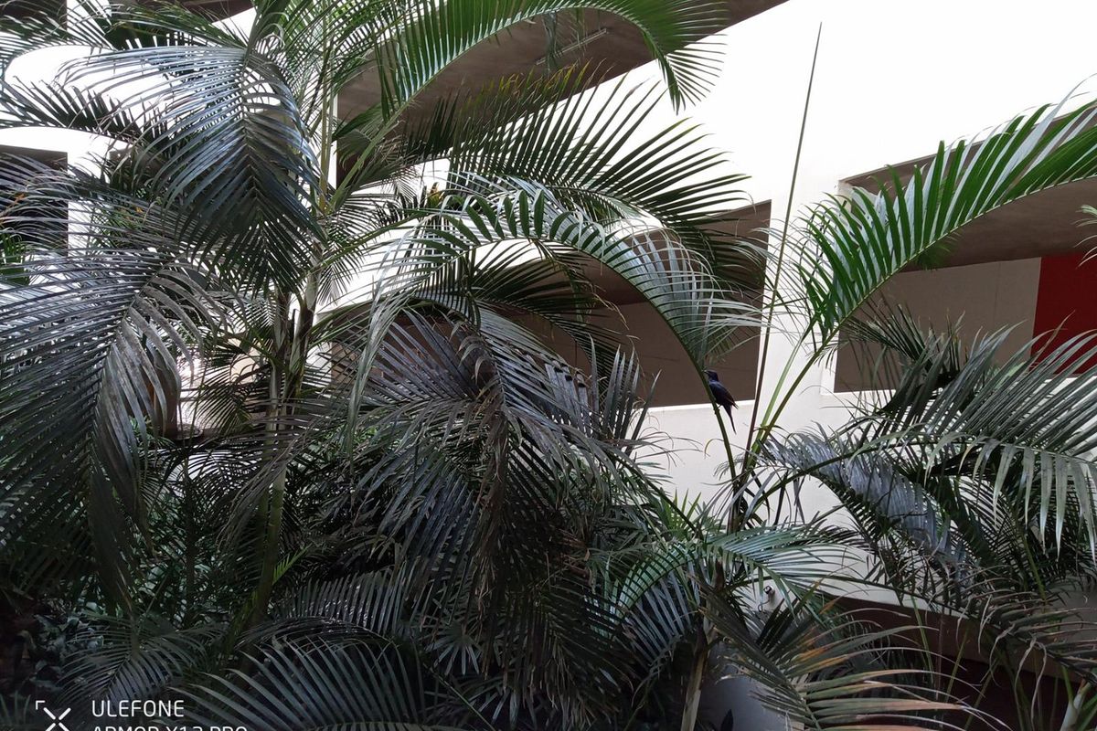 View of the apartment building exterior featuring landscaped palm trees and multi-level balcony structures.