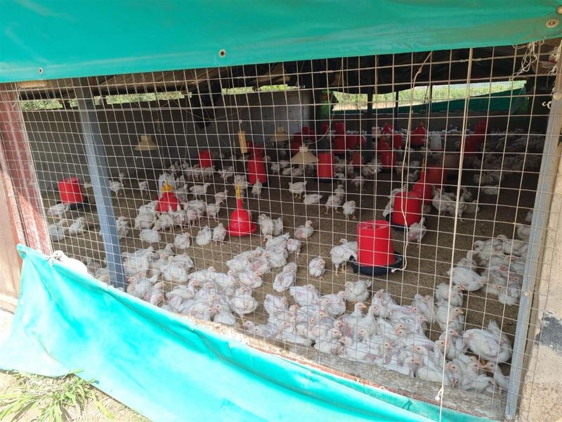 Chicken, Macadamia and Dragon Fruit Farming Opportunity Near Kruger Mpumalanga International Airport - Photo 7