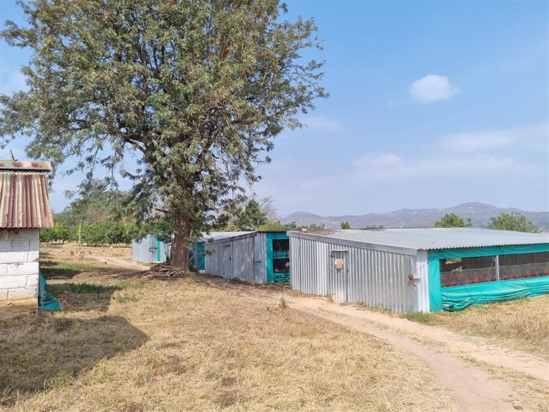 Chicken, Macadamia and Dragon Fruit Farming Opportunity Near Kruger Mpumalanga International Airport - Photo 9