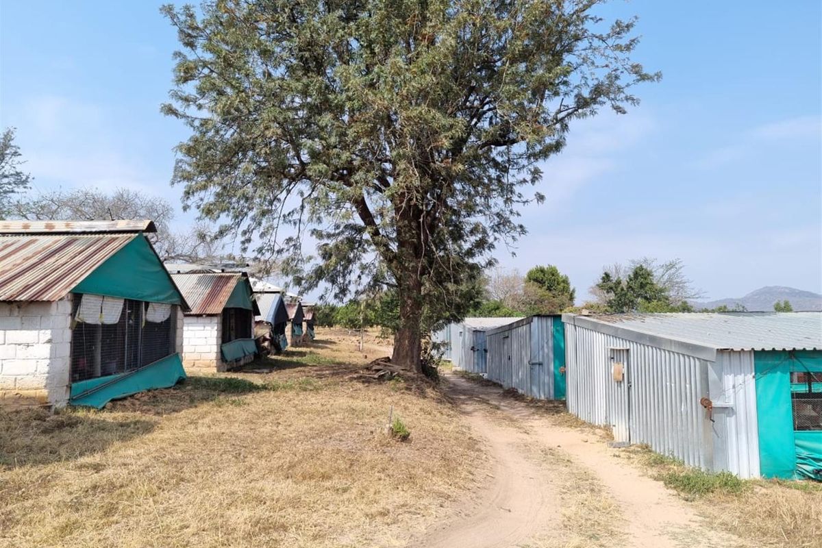 A series of agricultural outbuildings and livestock housing structures featuring corrugated metal roofing and siding, situated on a rural farm property.