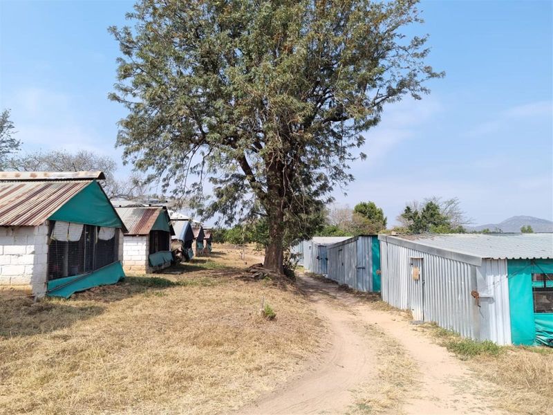 Chicken, Macadamia and Dragon Fruit Farming Opportunity Near Kruger Mpumalanga International Airport - Photo 8