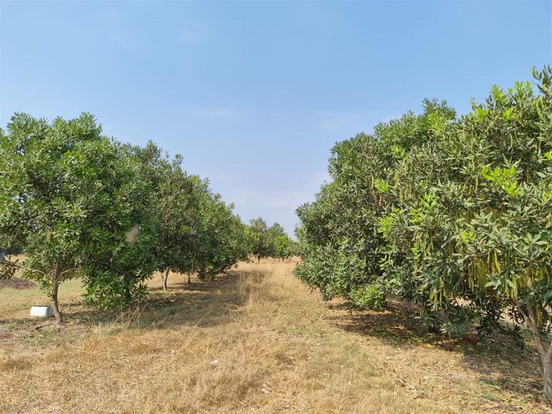 Chicken, Macadamia and Dragon Fruit Farming Opportunity Near Kruger Mpumalanga International Airport - Photo 4