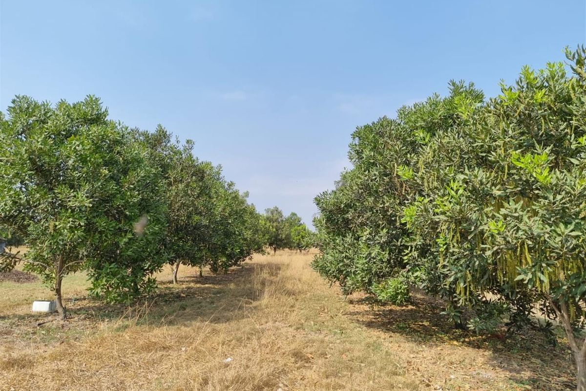 Chicken, Macadamia and Dragon Fruit Farming Opportunity Near Kruger Mpumalanga International Airport - Photo 4