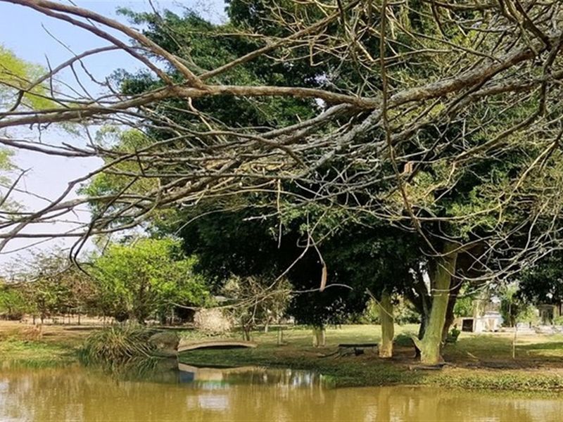 Chicken, Macadamia and Dragon Fruit Farming Opportunity Near Kruger Mpumalanga International Airport - Photo 2