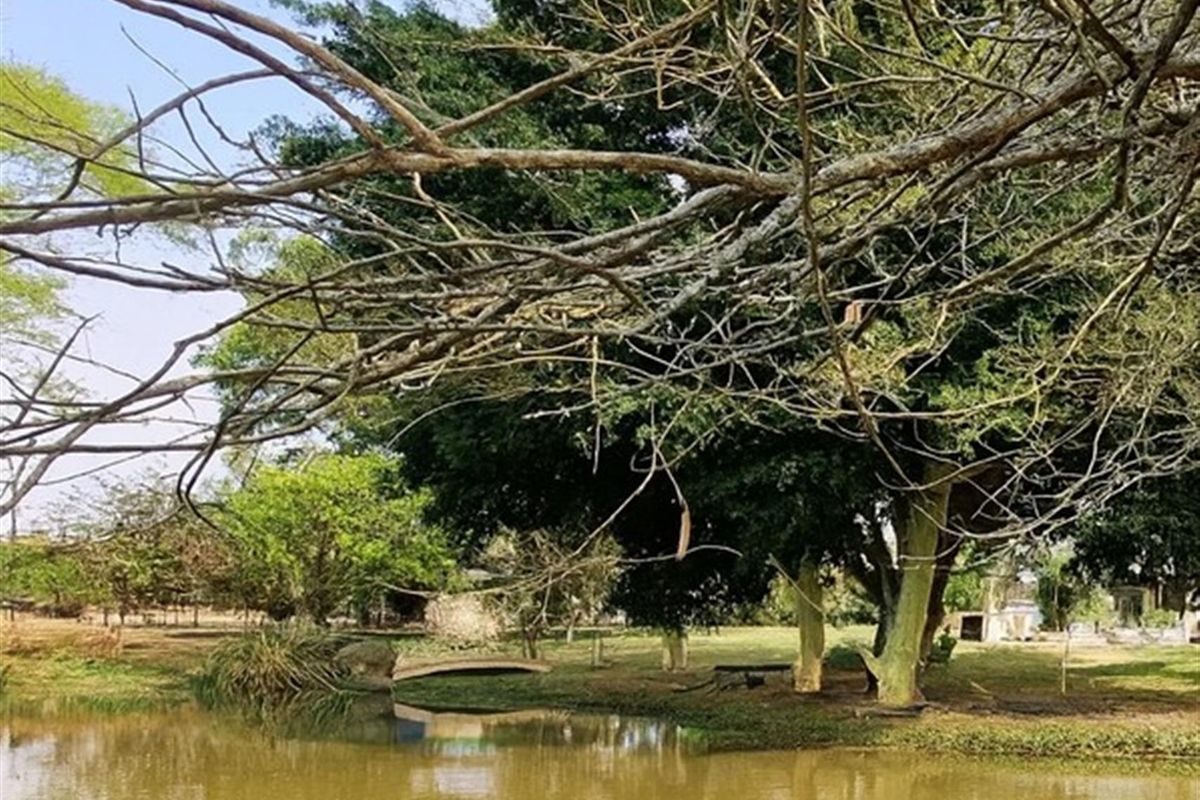 Chicken, Macadamia and Dragon Fruit Farming Opportunity Near Kruger Mpumalanga International Airport - Photo 2