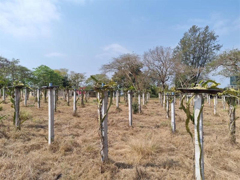 Chicken, Macadamia and Dragon Fruit Farming Opportunity Near Kruger Mpumalanga International Airport - Photo 6