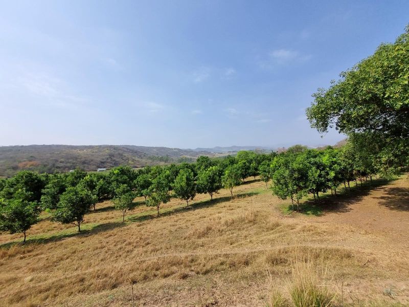 Chicken, Macadamia and Dragon Fruit Farming Opportunity Near Kruger Mpumalanga International Airport - Photo 3