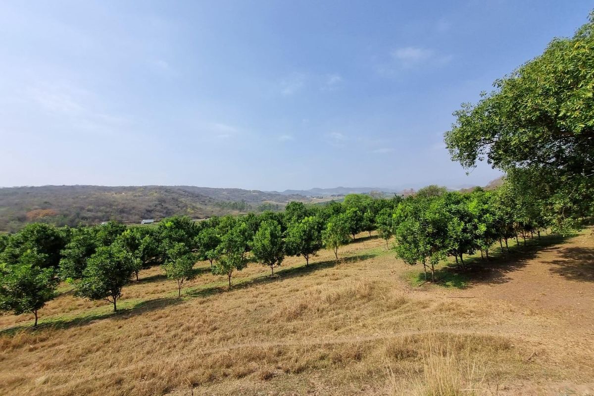 Chicken, Macadamia and Dragon Fruit Farming Opportunity Near Kruger Mpumalanga International Airport - Photo 3