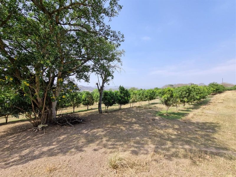 Chicken, Macadamia and Dragon Fruit Farming Opportunity Near Kruger Mpumalanga International Airport - Photo 5