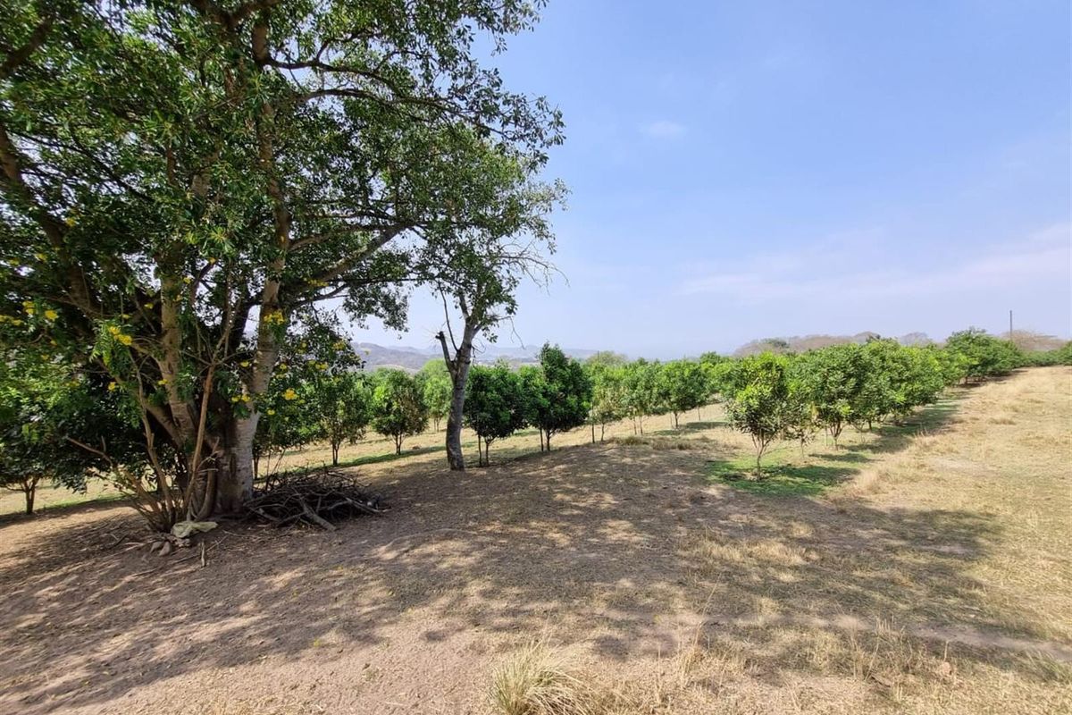 Chicken, Macadamia and Dragon Fruit Farming Opportunity Near Kruger Mpumalanga International Airport - Photo 5