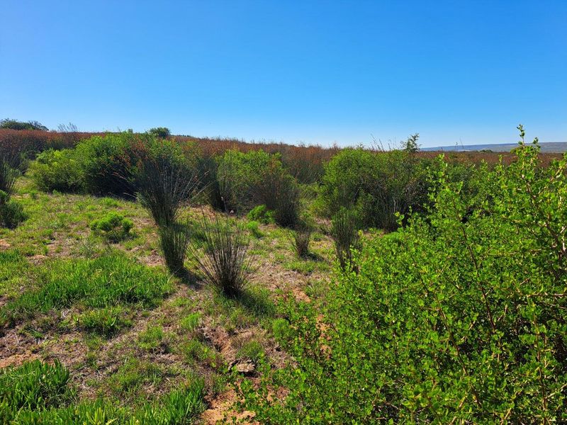 Farm UNDER OFFER in Riversdale Rural, Riversdale - Photo 10