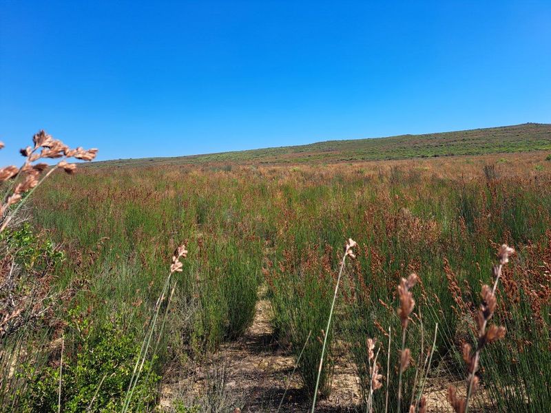 Farm UNDER OFFER in Riversdale Rural, Riversdale - Photo 8