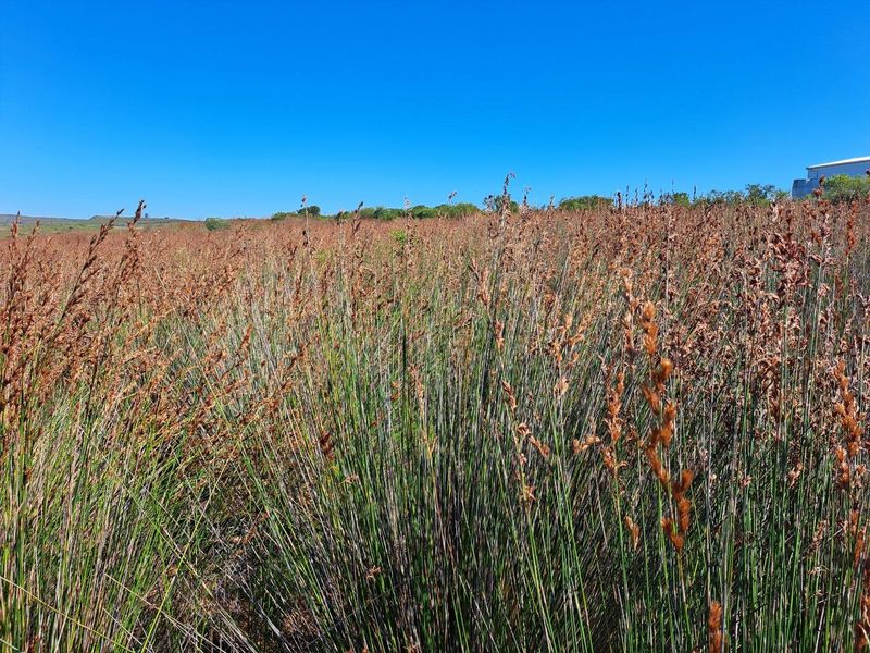 Farm UNDER OFFER in Riversdale Rural, Riversdale - Photo 6