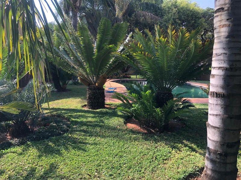 A well-maintained outdoor pool area featuring a paved surround, established cycad plants, and a lush green garden setting.