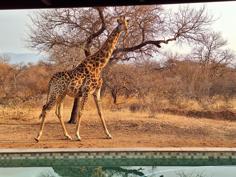 House Available for Rent in Big Game close to Hoedspruit - Photo 6