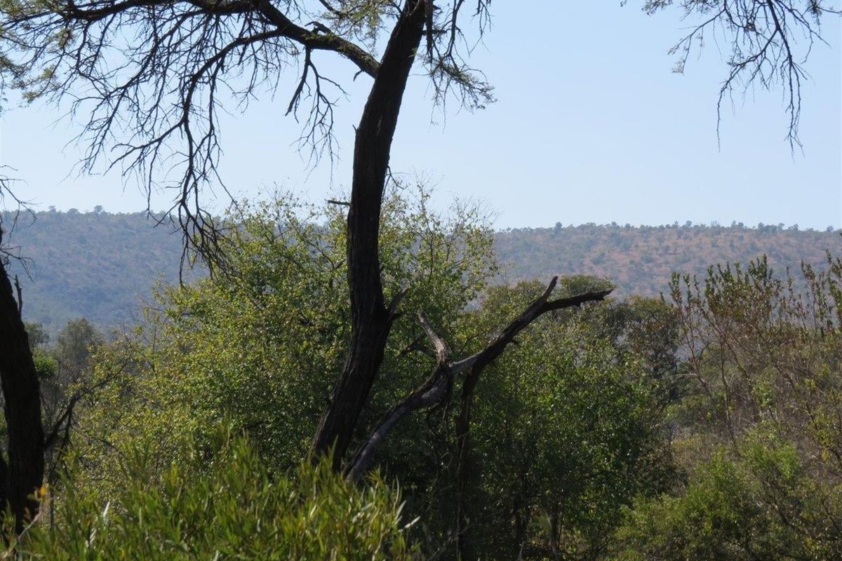 Vacant Land in Zwartkloof Private Game Reserve Spectacular Mountain Views - Photo 5