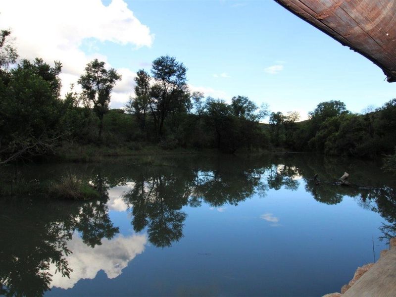 A serene view of a natural pond surrounded by lush trees and vegetation, captured from a shaded vantage point.