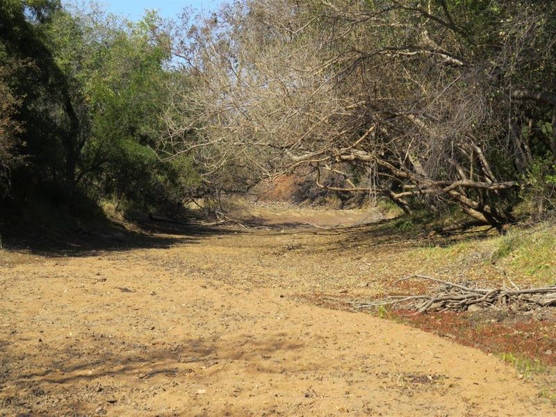 A view of the natural landscape on the vacant residential property, featuring dry terrain and mature trees.