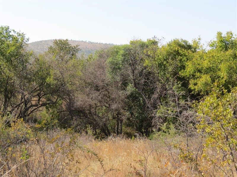 A view of the natural landscape featuring dense indigenous trees and dry grassland, typical of the vacant residential plot's natural surroundings.