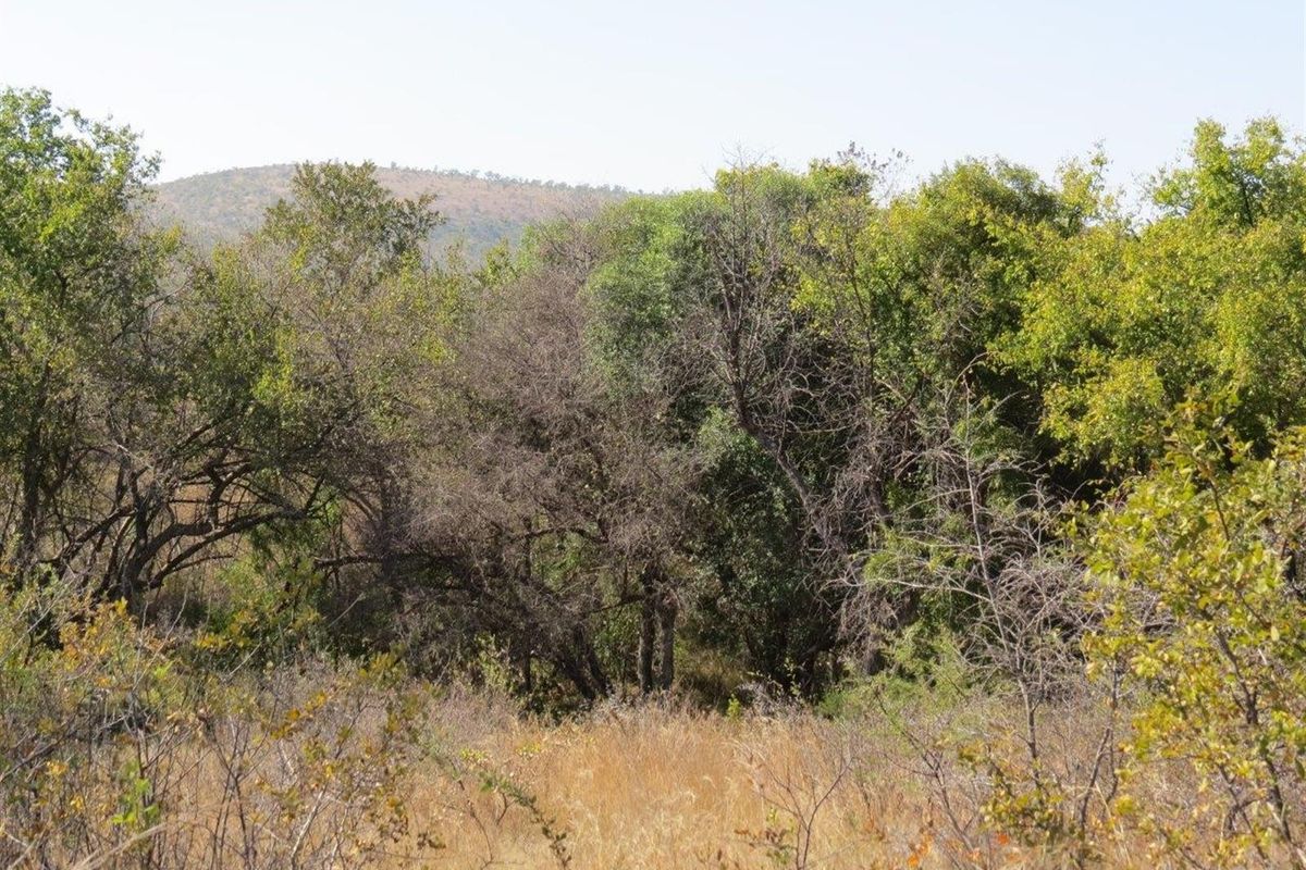 A view of the natural landscape featuring dense indigenous trees and dry grassland, typical of the vacant residential plot's natural surroundings.