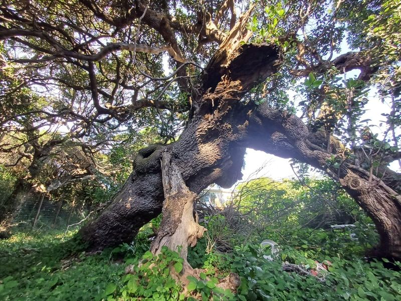 Prime Vacant Land for Sale in Cintsa East - Ready to Build! - Photo 7