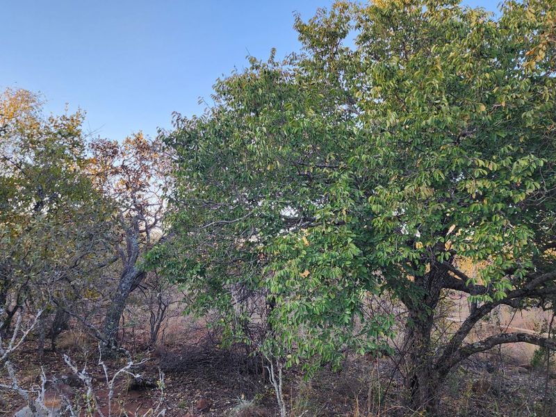 A view of the natural vegetation and mature trees on the vacant residential land.