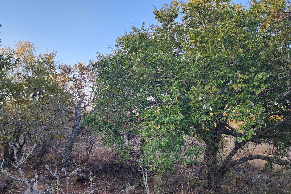 A view of the natural vegetation and mature trees on the vacant residential land.