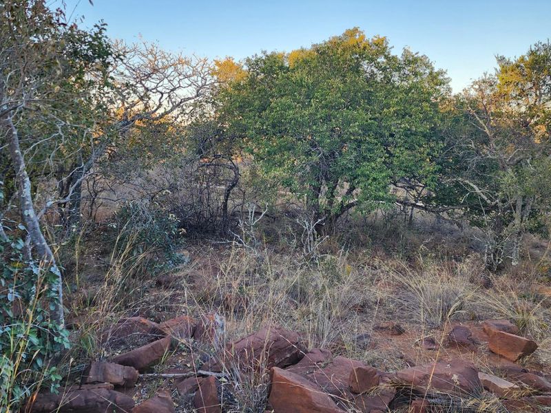 A view of the natural, undeveloped residential land featuring indigenous trees, rocky terrain, and native vegetation.