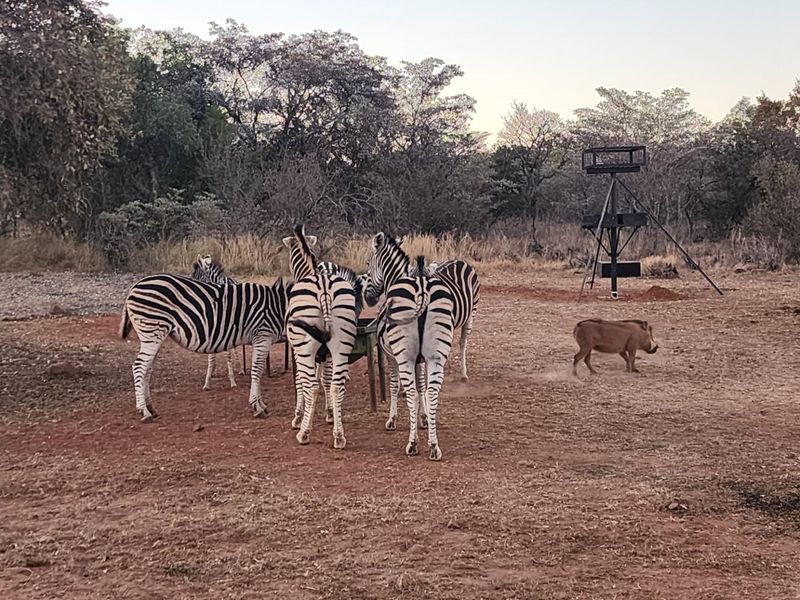 A view of the vacant residential land featuring natural bushveld vegetation and a game feeding station.