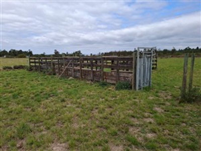 Outdoor farm area featuring a functional cattle handling facility with timber fencing and a metal crush for livestock management.