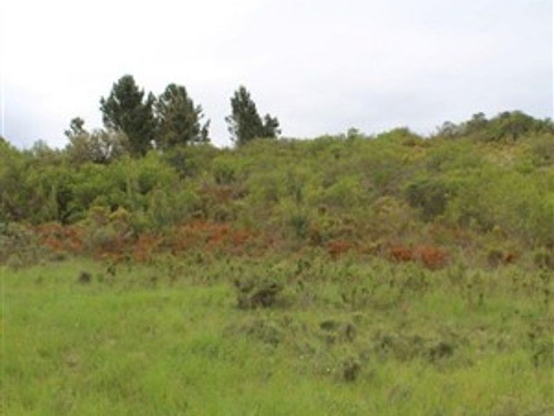A view of the natural landscape and vegetation on the farm property.