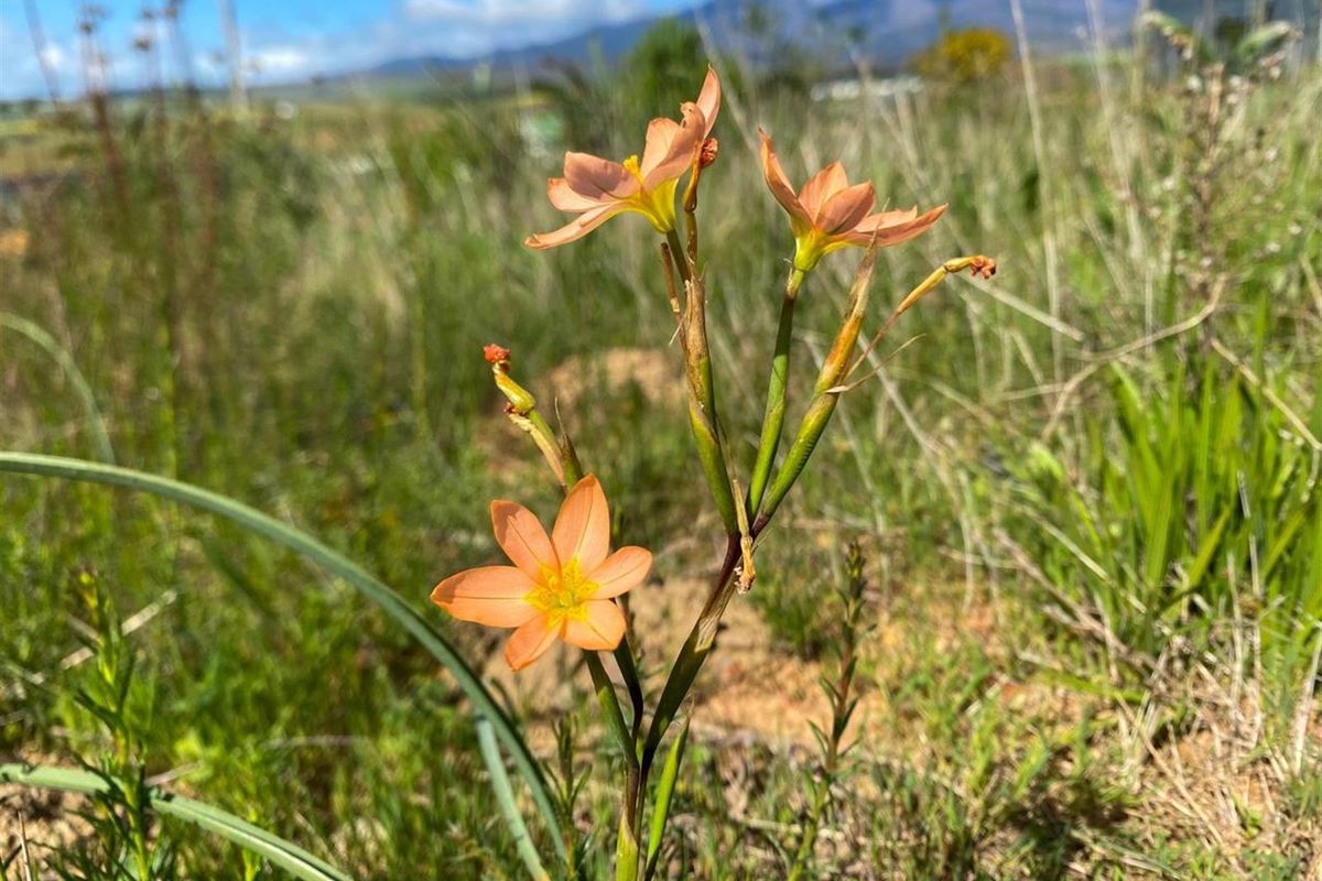 Vacant Stand for Sale in Botrivier - Stunning Views and Ready to Build! - Photo 2