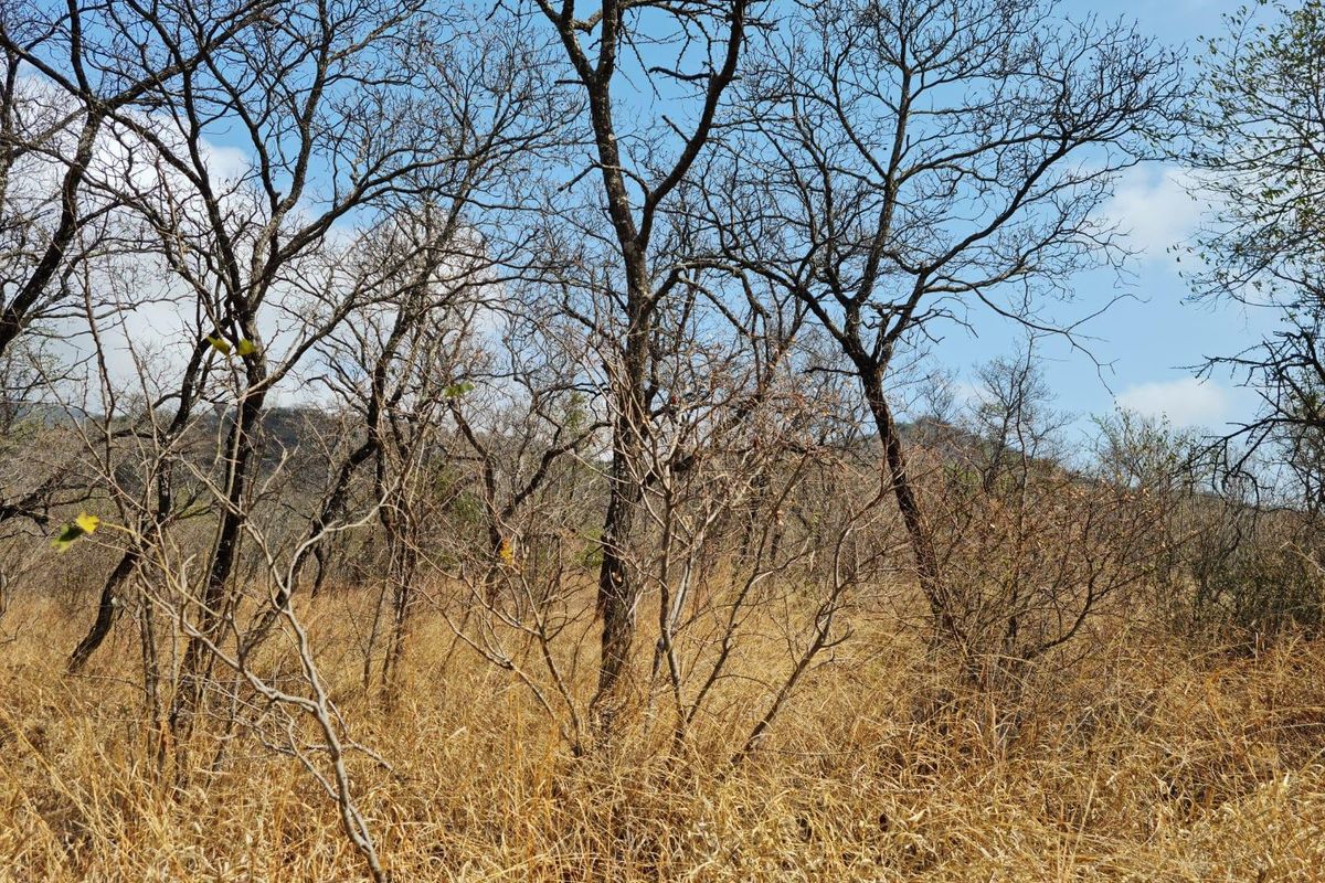 Farm For Sale in Mooketsi, Duiwelskloof - Photo 2