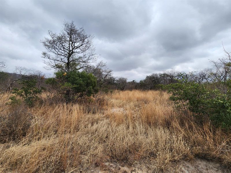 A view of the natural landscape and vegetation on the farm property.