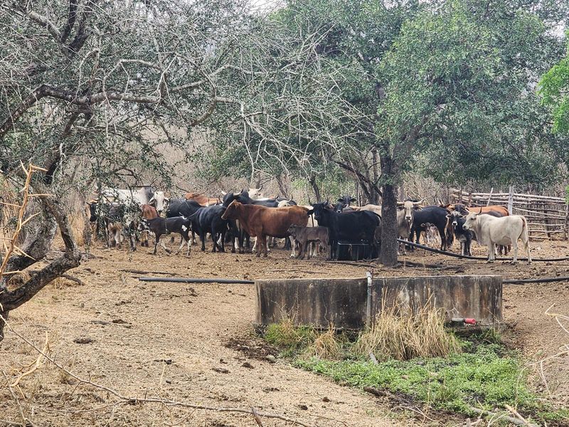 A rural farm scene featuring a concrete livestock water trough and wooden fencing set within a wooded grazing area.