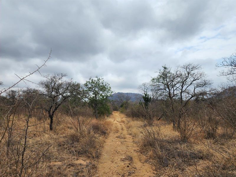 A scenic view of a dirt track winding through the natural bushveld landscape, showcasing the expansive rural terrain of the farm.