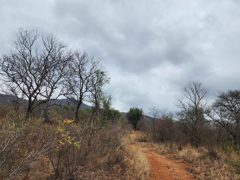 A scenic view of the natural farm landscape featuring a dirt track winding through indigenous trees and dry bushveld vegetation.