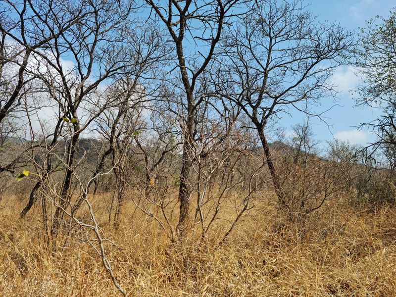 A view of the natural landscape featuring dry grass and native trees on the farm property.