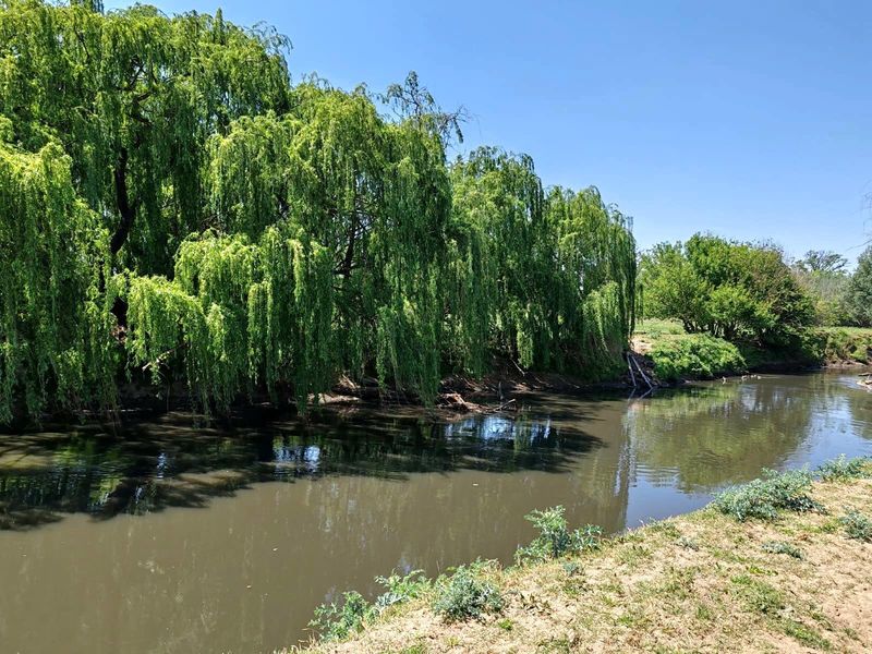 Farm For Sale in Witkop, Meyerton, R13 000 000.00 - Photo 6