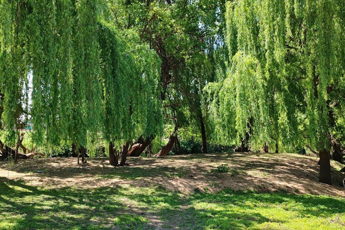 Farm For Sale in Witkop, Meyerton, R13 000 000.00 - Photo 2