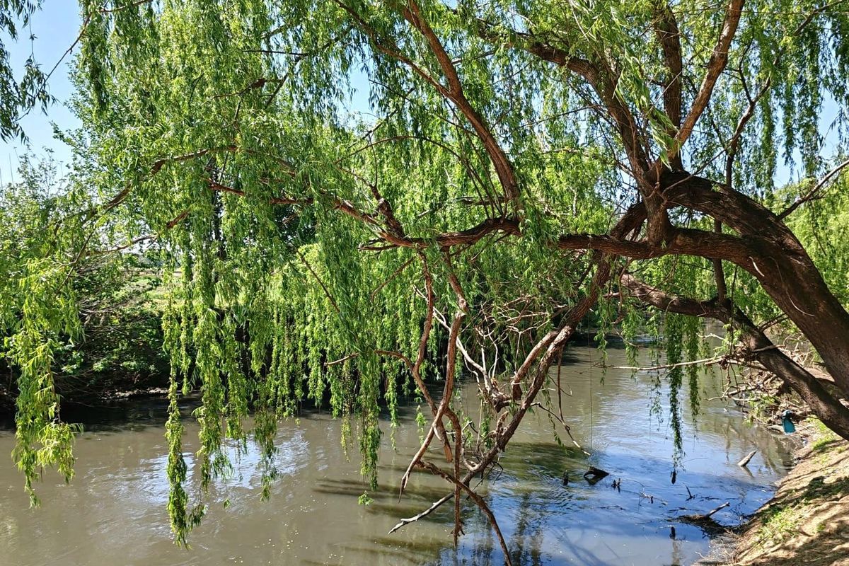 Farm For Sale in Witkop, Meyerton, R13 000 000.00 - Photo 4