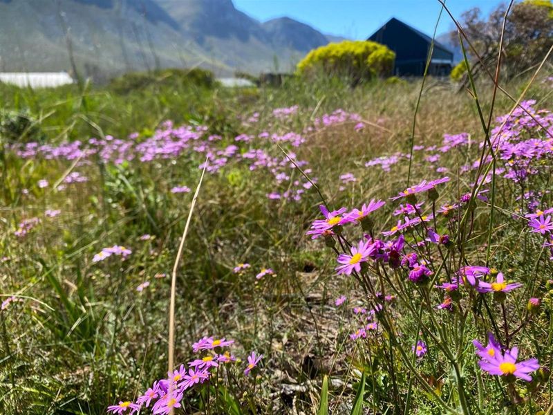 Betty’s Bay Land for Sale-Space to Build, Views to Keep, Lifestyle to Live! - Photo 6